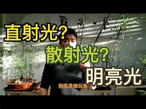 散射光 植物|了解你的環境光線適合什麼植物: 明亮散射光、直射光